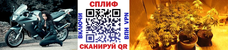 Каннабис гибрид где найти наркотики Нолинск